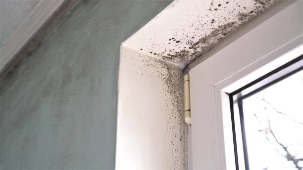 Best Attic Mold Removal  in , FL