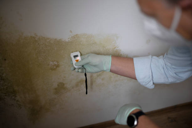 Best Attic Mold Removal  in , FL