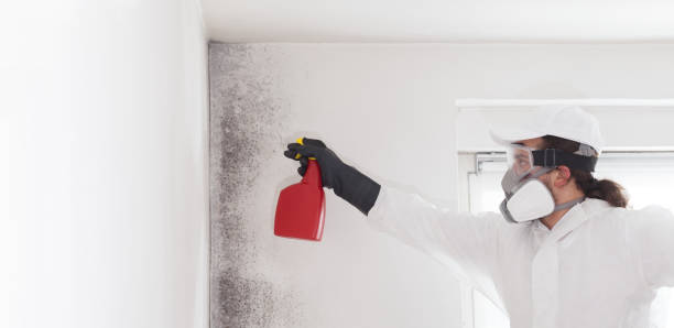 Best Attic Mold Removal  in , FL