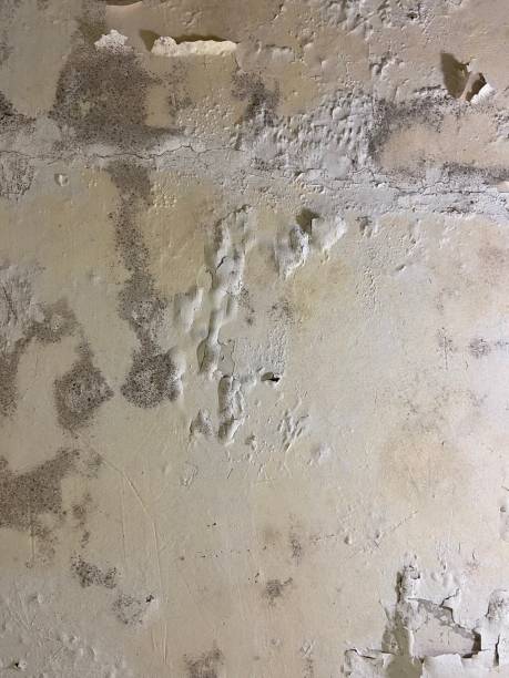 Best Mold Damage Repair  in , FL